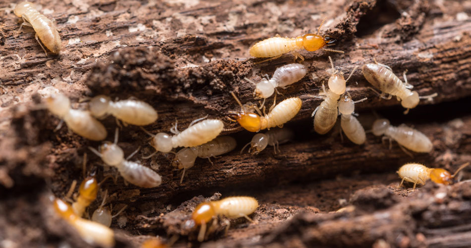 Termite Inspection